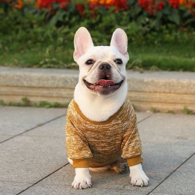 Cachorro Cachorro Cachorro Cachorro Cachorro Cachorro Cachorro
