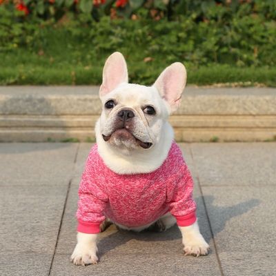 Cachorro Cachorro Cachorro Cachorro Cachorro Cachorro Cachorro
