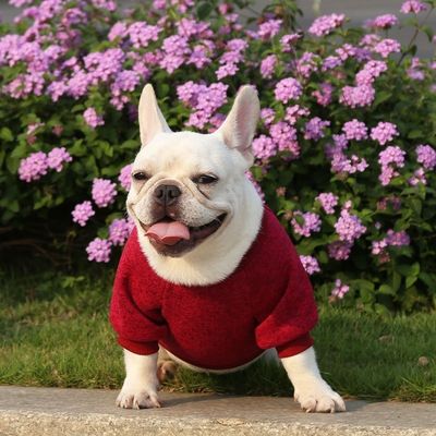 Cachorro Cachorro Cachorro Cachorro Cachorro Cachorro Cachorro