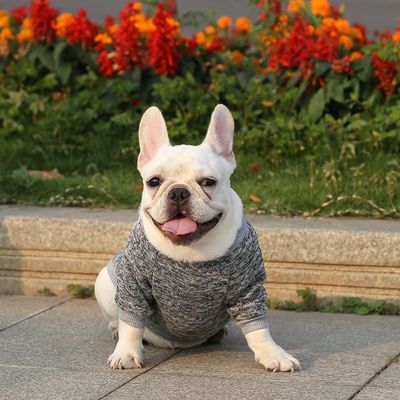 XS-XXL Acessórios de cores diferentes Roupas modernas para cães XS-XXL